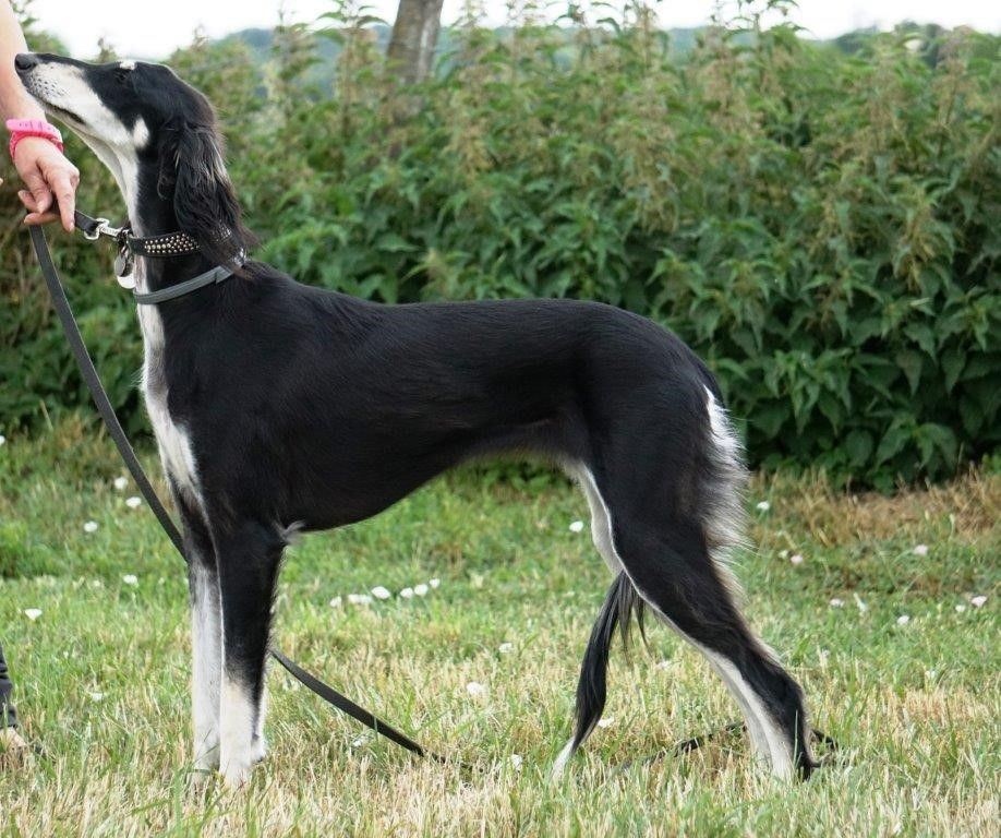 Des Hauts De Heurteloup - Saluki - Portée née le 26/08/2019